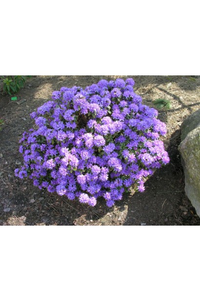 Рододендрон Грістед 